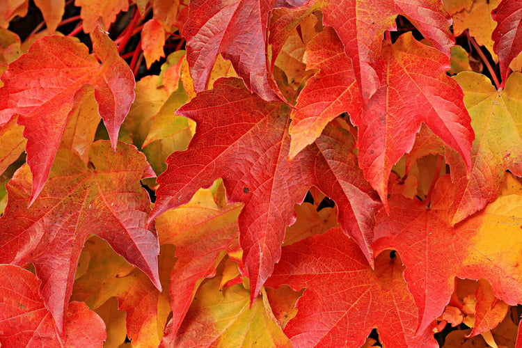 Soaps - Seasonal