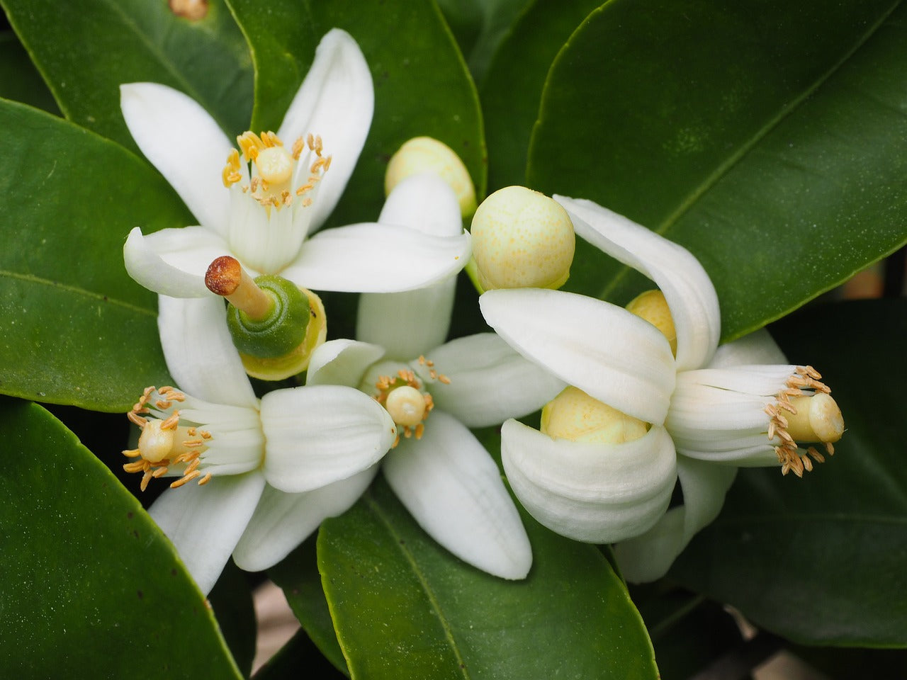 Candle Scented: Orange Blossom