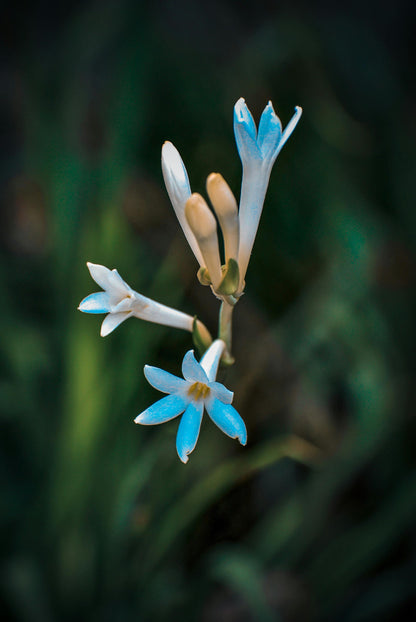 Candle Scented: Tuberose Angelica